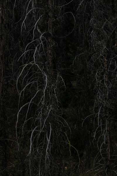 hauntedforest-3